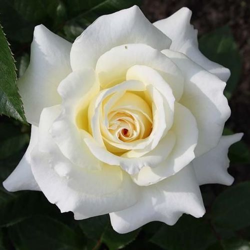 - - Rózsa - True Love® - Online rózsa vásárlás